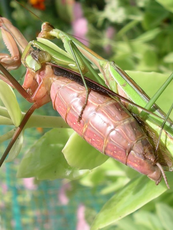 Female praying mantis's abdomen is already swollen with eggs