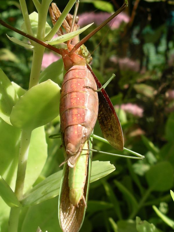 Male praying mantis reproductive organ