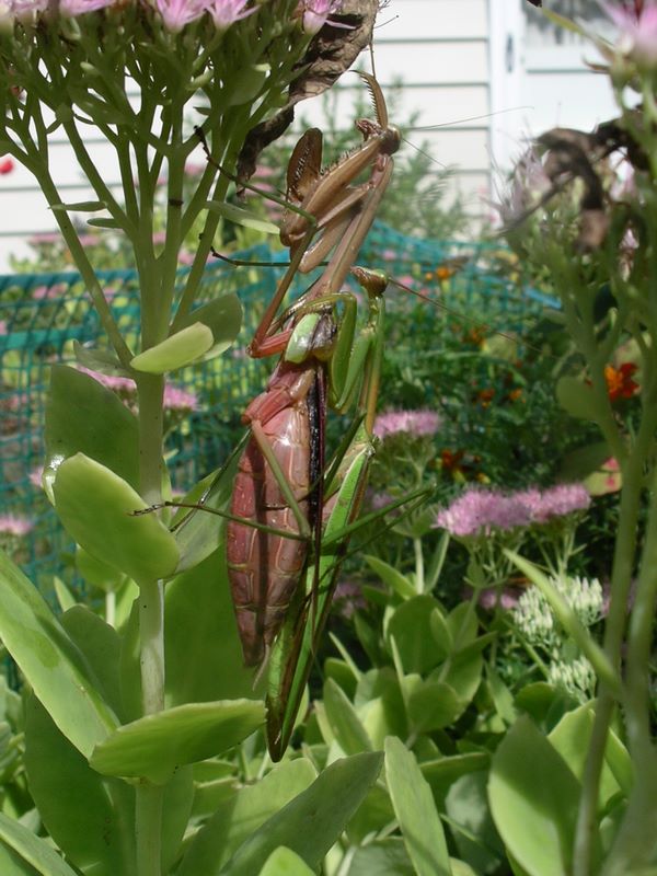 Profile view of praying mantes courtship