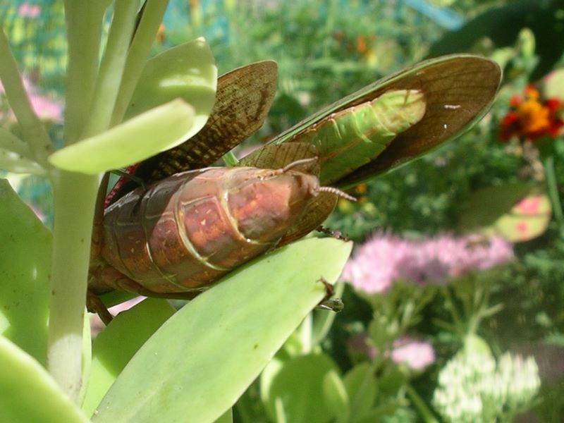 Another view of the praying mantes reproductive organs