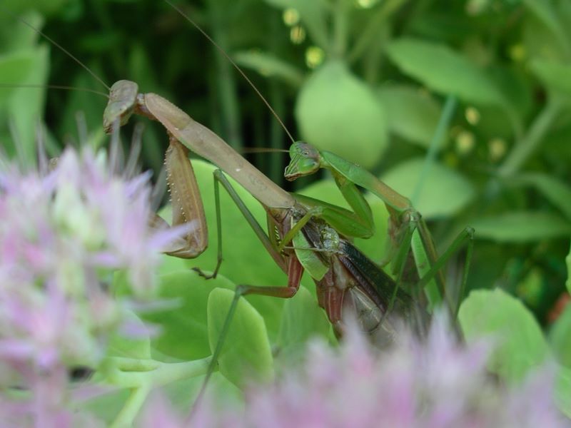 Male praying mantis beginning his reproductive activity