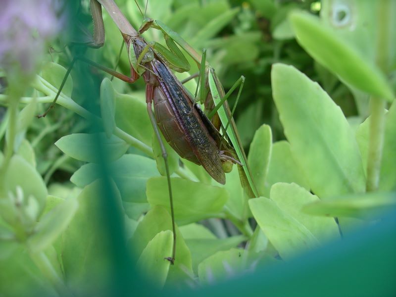 Male praying mantis curling his reproductive organ up, towards the female