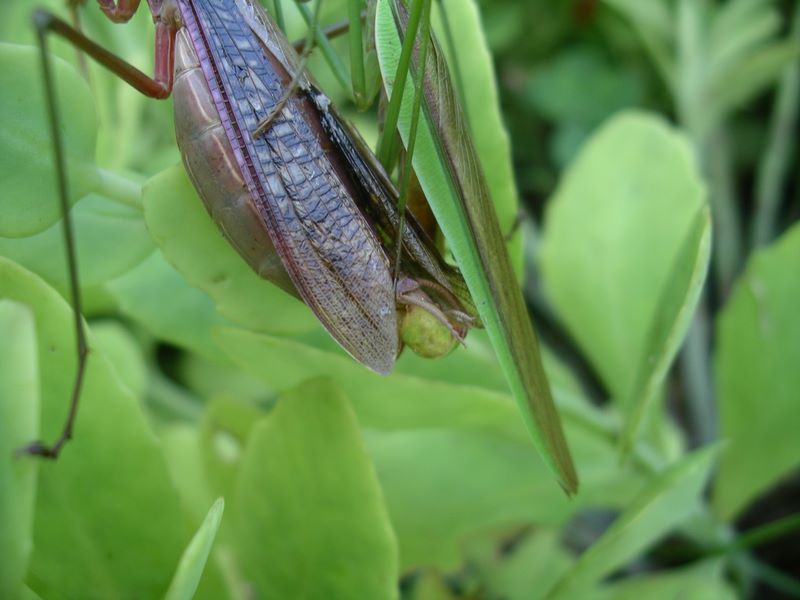 Curl detail of male praying mantis reproductive organ
