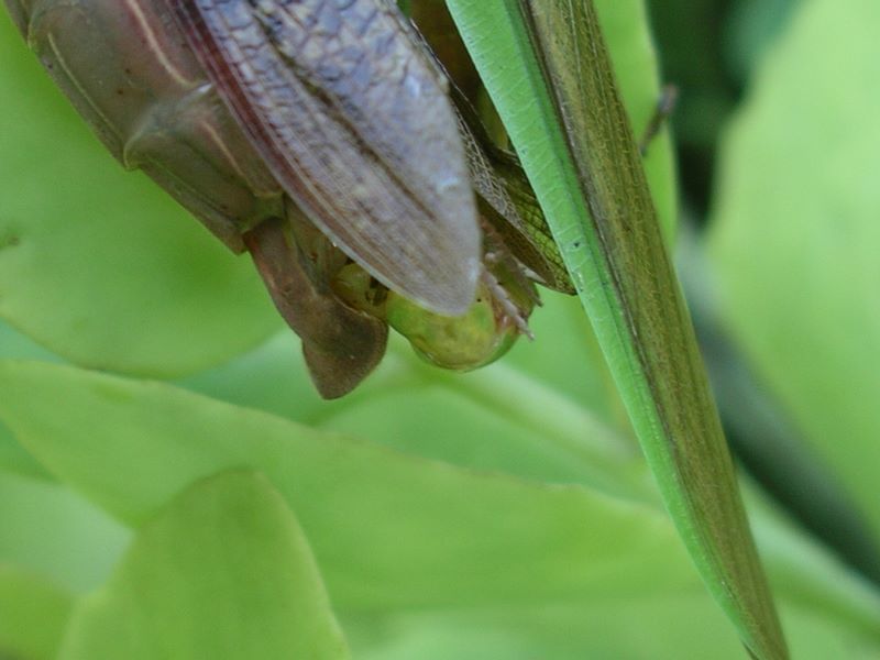 Detail of male praying mantis reproductive organ