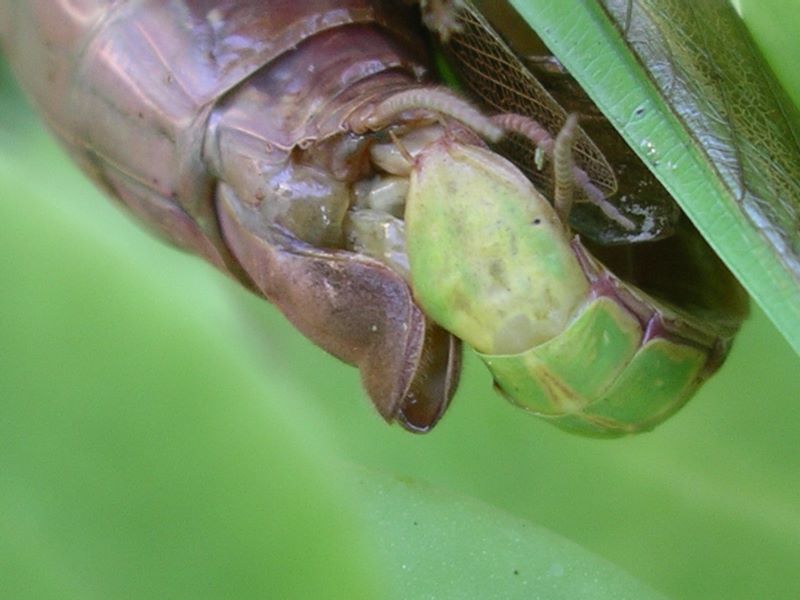 Male praying mantis pumping in his secretions