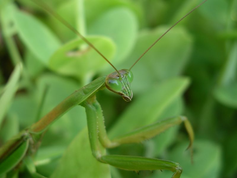 Male praying mantis: 'Well that was fun!'