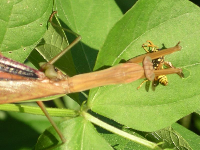 Female praying mantis makes one quick lunge for a yellowjacket