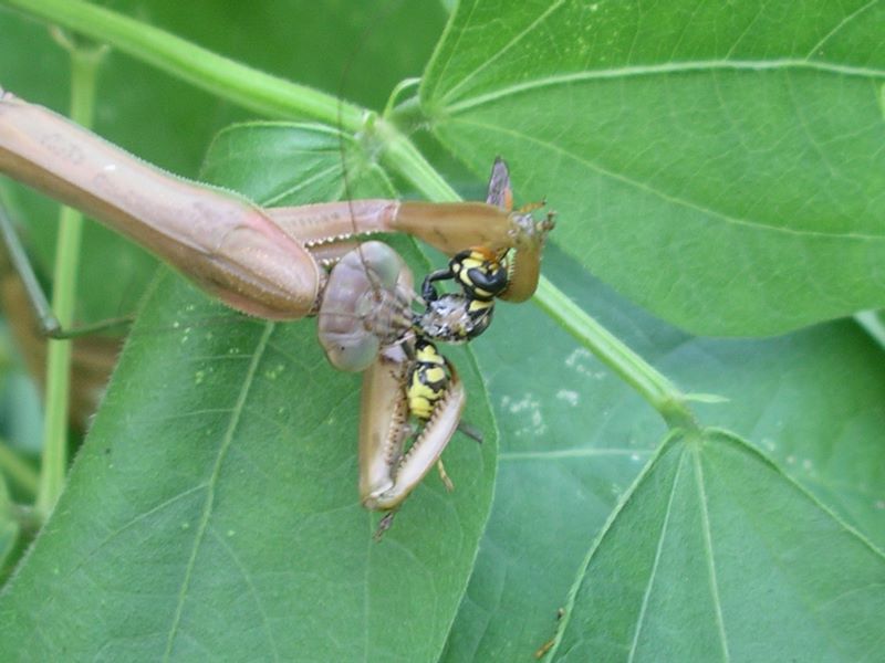 The female praying mantis eating the  'meaty' middle  first
