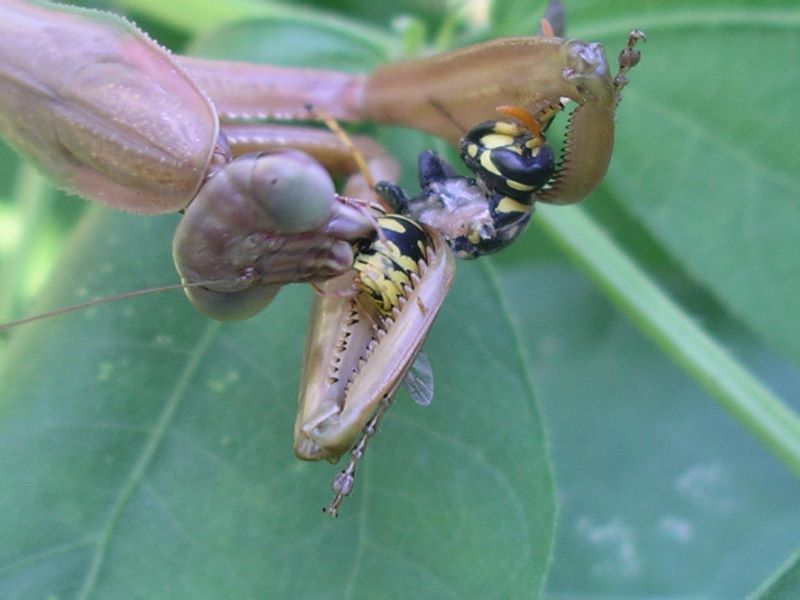 Female praying mantis eating the tail end of the yellowjack
