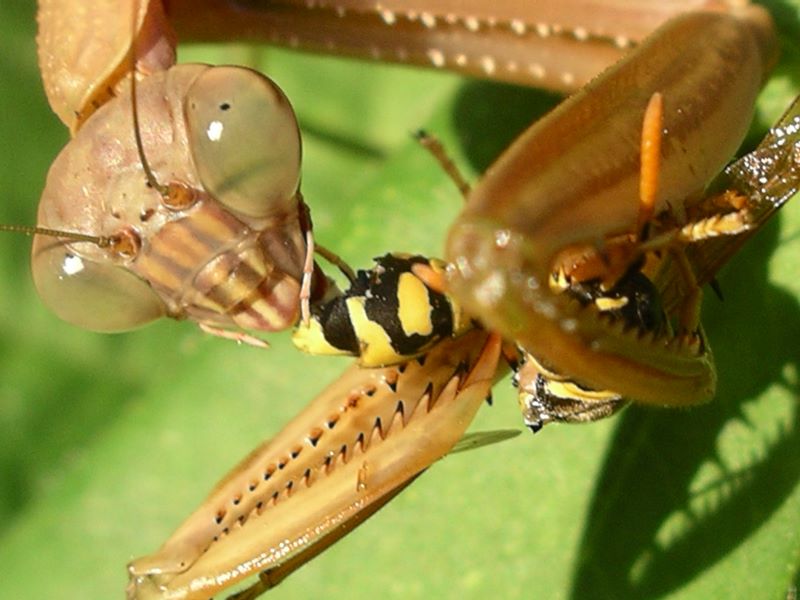 Female praying mantis continues to munch on the yellowjacket even after is stops wiggling