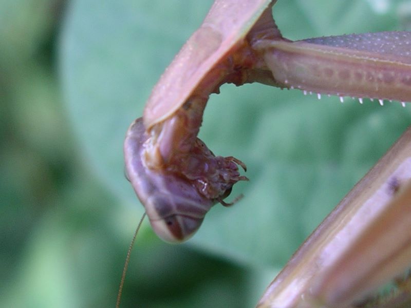 Detatil of female praying mantis mouth/jaw with extra pincers to help her hold her prey