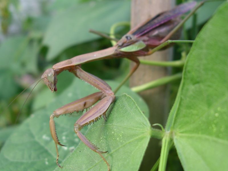 Female praying mantis: Satisfied after sex and her meal!