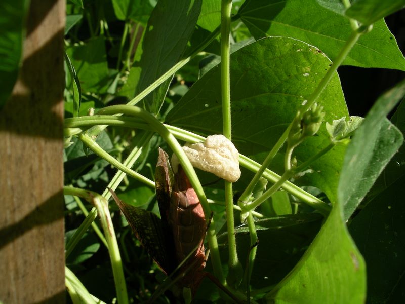 Female mantis building her egg case