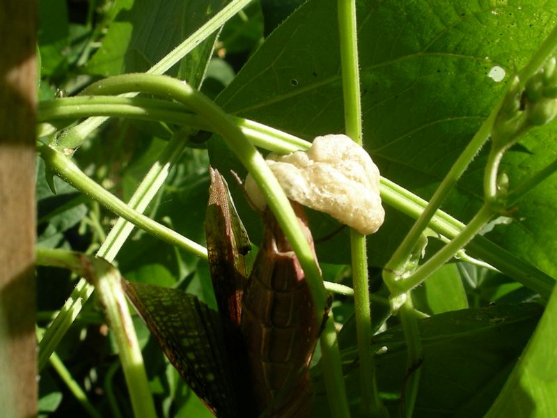 Detail of female praying mantis constructing her egg case