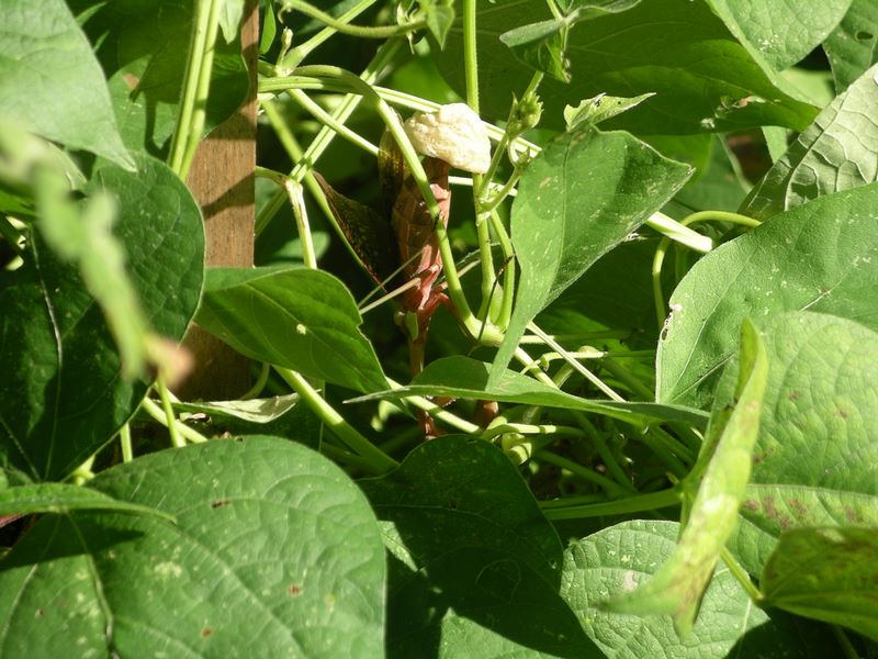 Female praying mantis constructing egg case on a bean plant