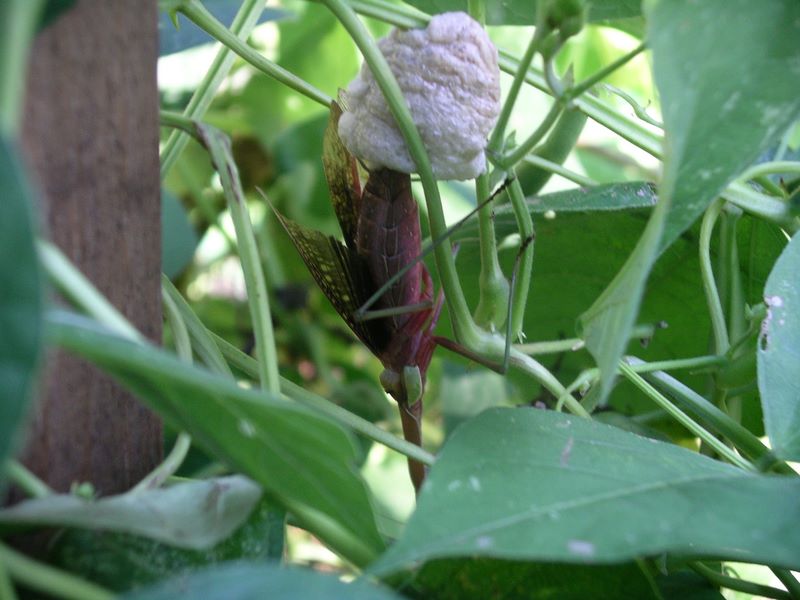Female praying mantis constructing her egg case -- she keeps adding to it
