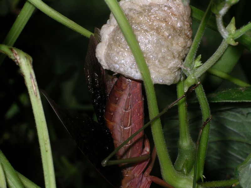 Female praying mantis constructing egg case detail