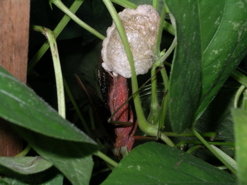 Female praying mantis nearly finished constructing her egg case