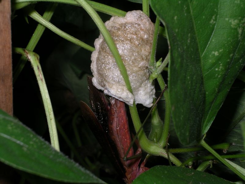 Female praying mantis closing up the bottom of her egg case