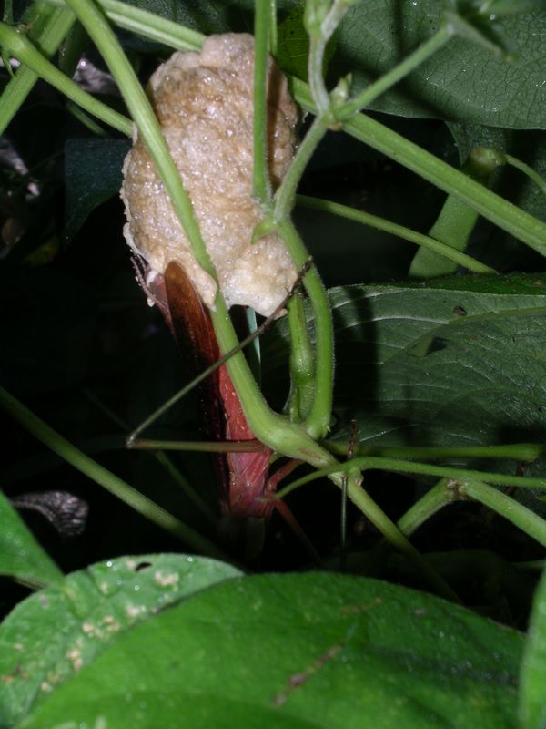 Female praying mantis completing her egg case #2