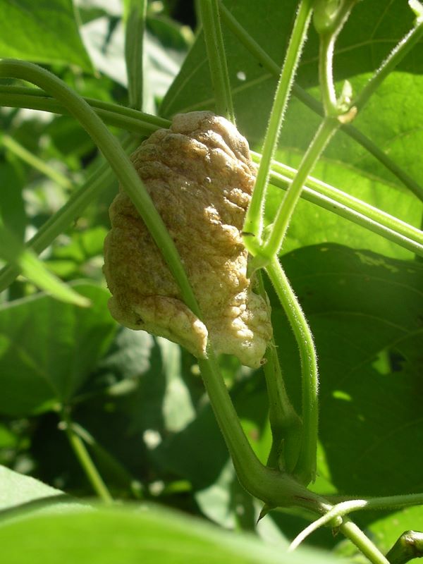  Completed praying mantis egg case