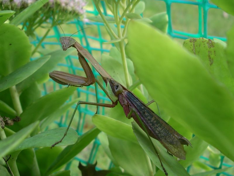Female praying mantis still pretty chipper after building her egg case