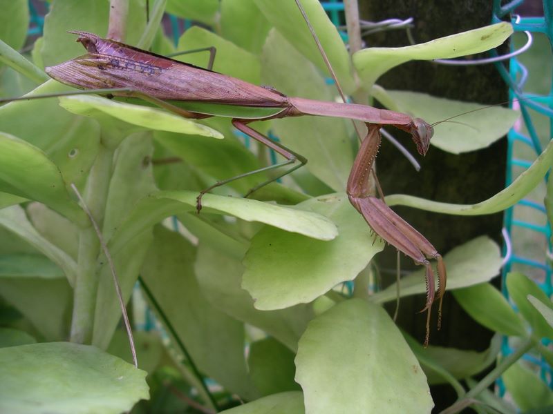 Female praying mantis constructed the egg case in a little less than 24 hours