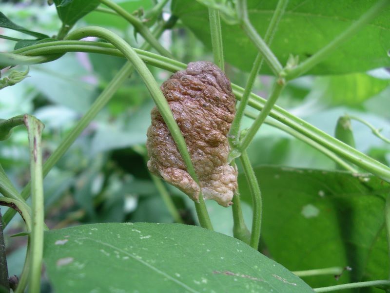 Top portion of praying mantis egg case darkening as it hardens