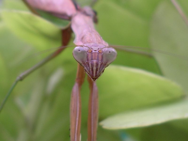 Female praying mantis ready for a rest after bulding egg case