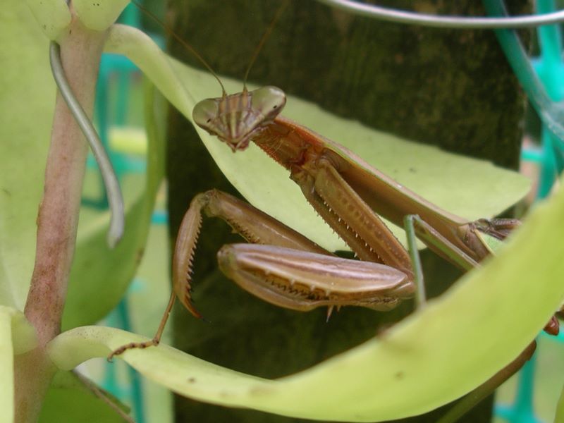 Female praying mantis waits patiently for another snack to come her way
