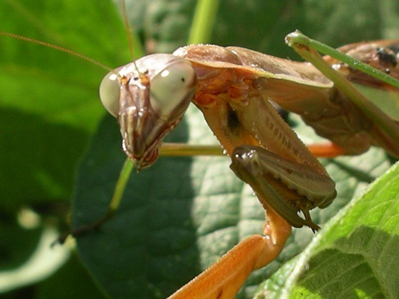 The female praying mantis seemed not to mind having her picture taken
