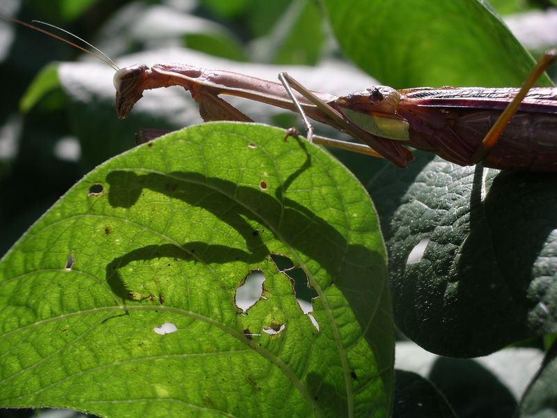Female praying mantis:  'Just me and my shadow'