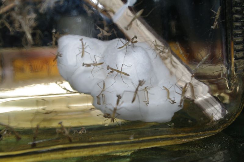 Baby praying mantes exploring their glass hatching jar