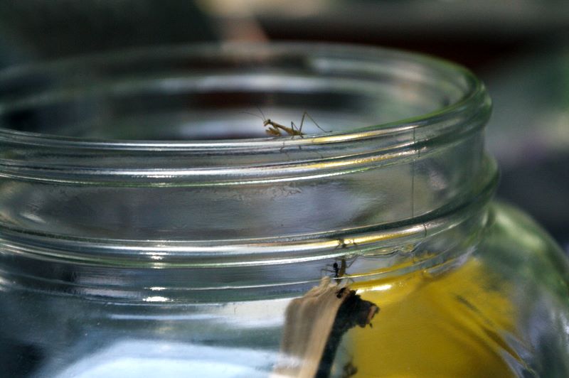 One adventurous praying mantis exploring the jar rim