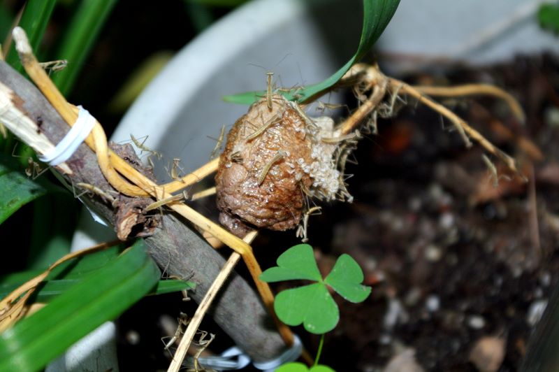 Praying mantes and egg case detail