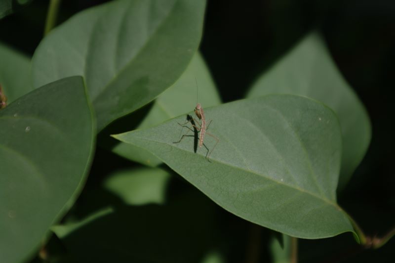 Young praying mantis approximately 4 days old