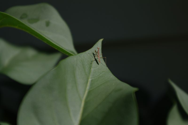 Four day old praying mantis exploring leaf