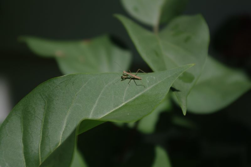 Four day old praying mantis exploring leaf #2