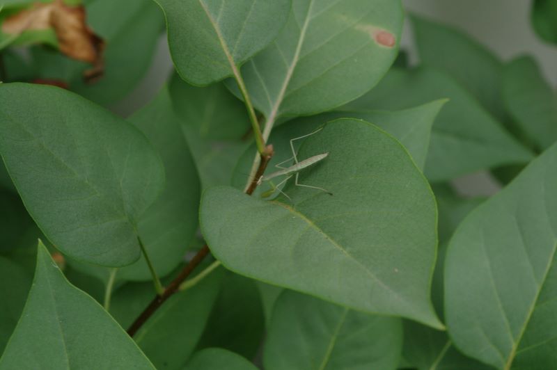 Young praying mantis, approximately 2 week old