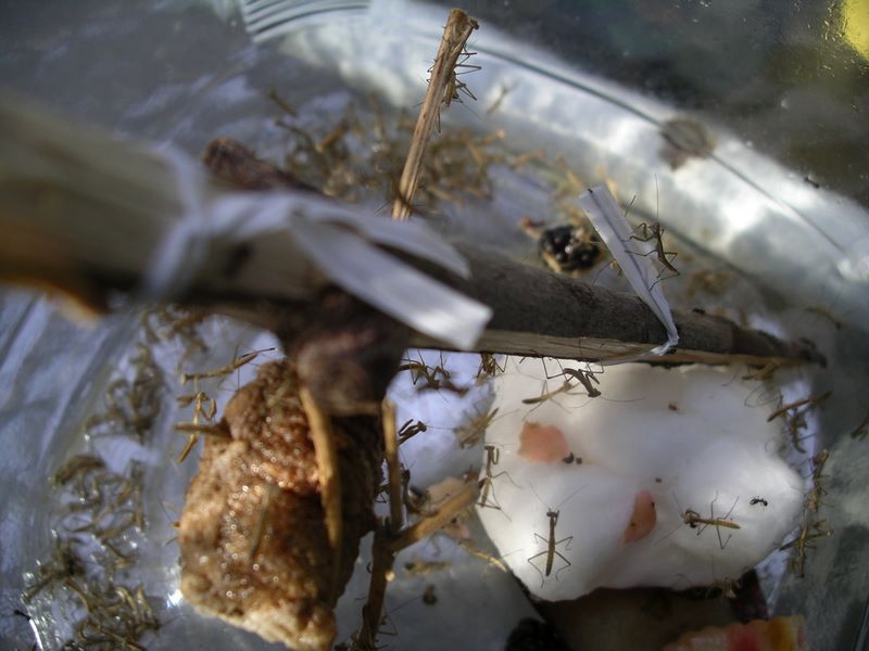 Another top view of praying mantes hatching jar