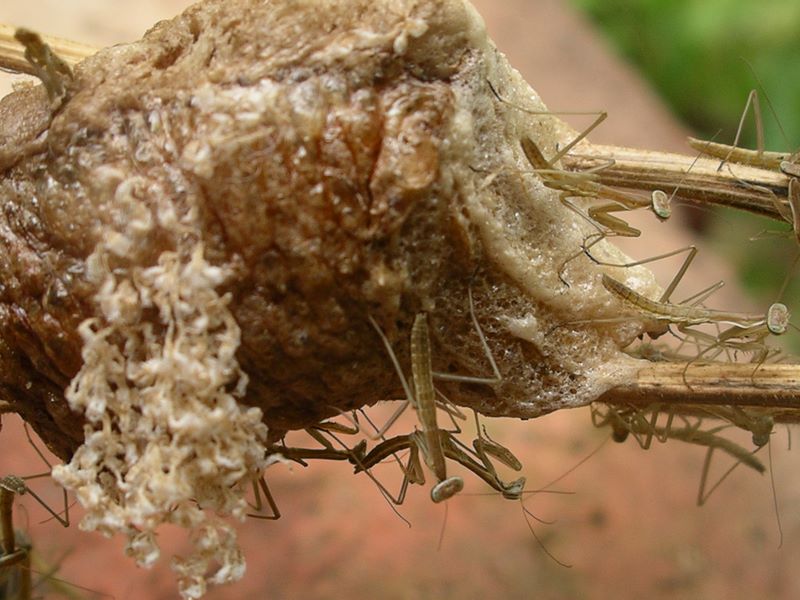 Praying mantes and egg case detail #5