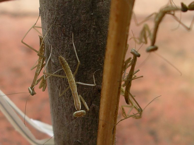 Praying mantes exploring twig that supports their egg case