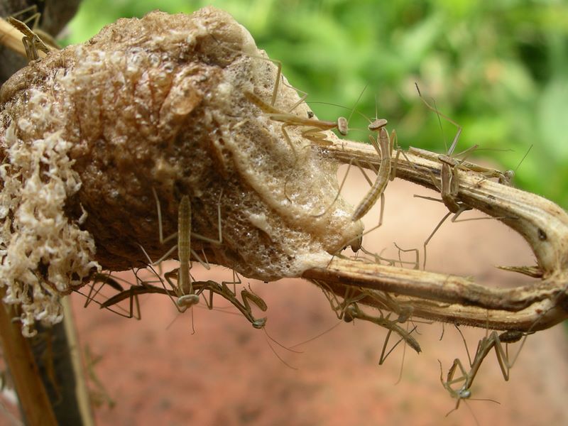Praying mantes and egg case detail #6