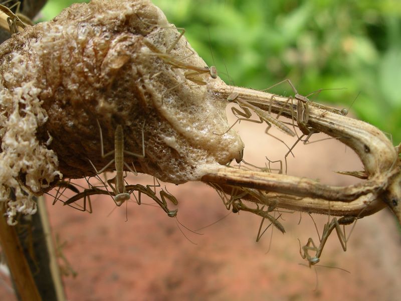 Praying mantes and egg case detail #7