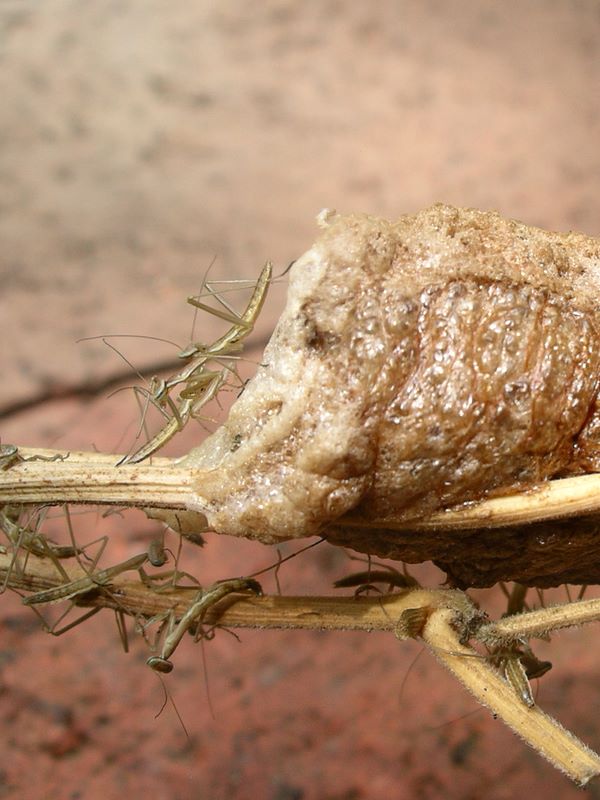 Praying mantes and egg case detail #8 