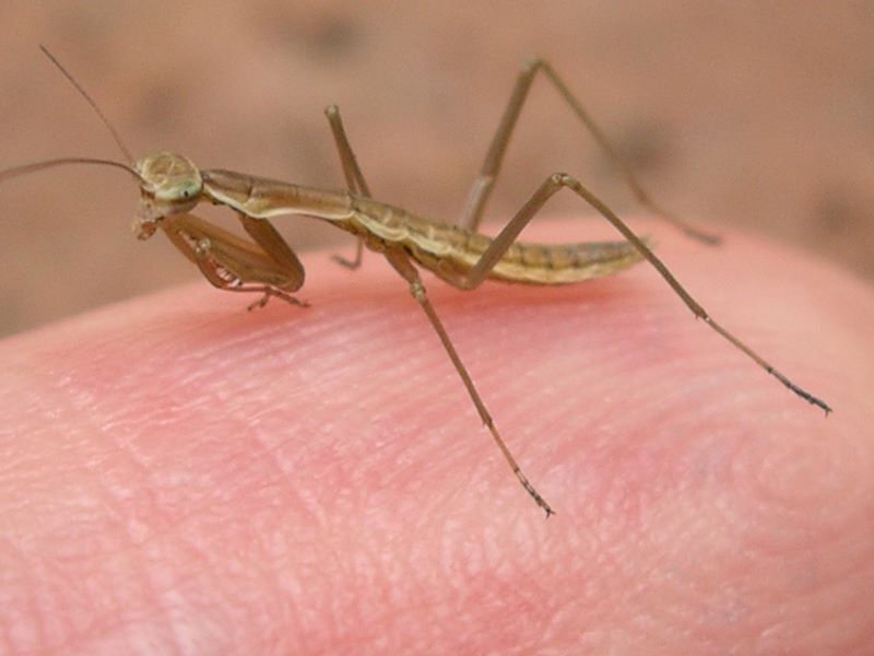 Young praying mantis on my finger tip