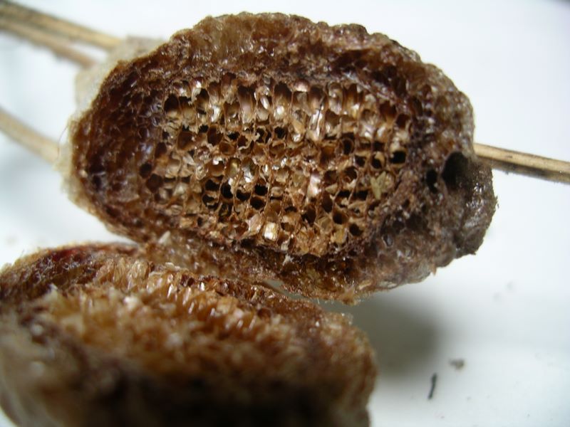 Cross section of praying mantis egg case