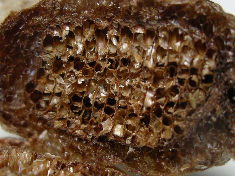 Praying mantis egg case cross section detail