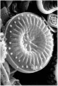 diatom e-scan thumbnail