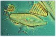 diatom thumbnail